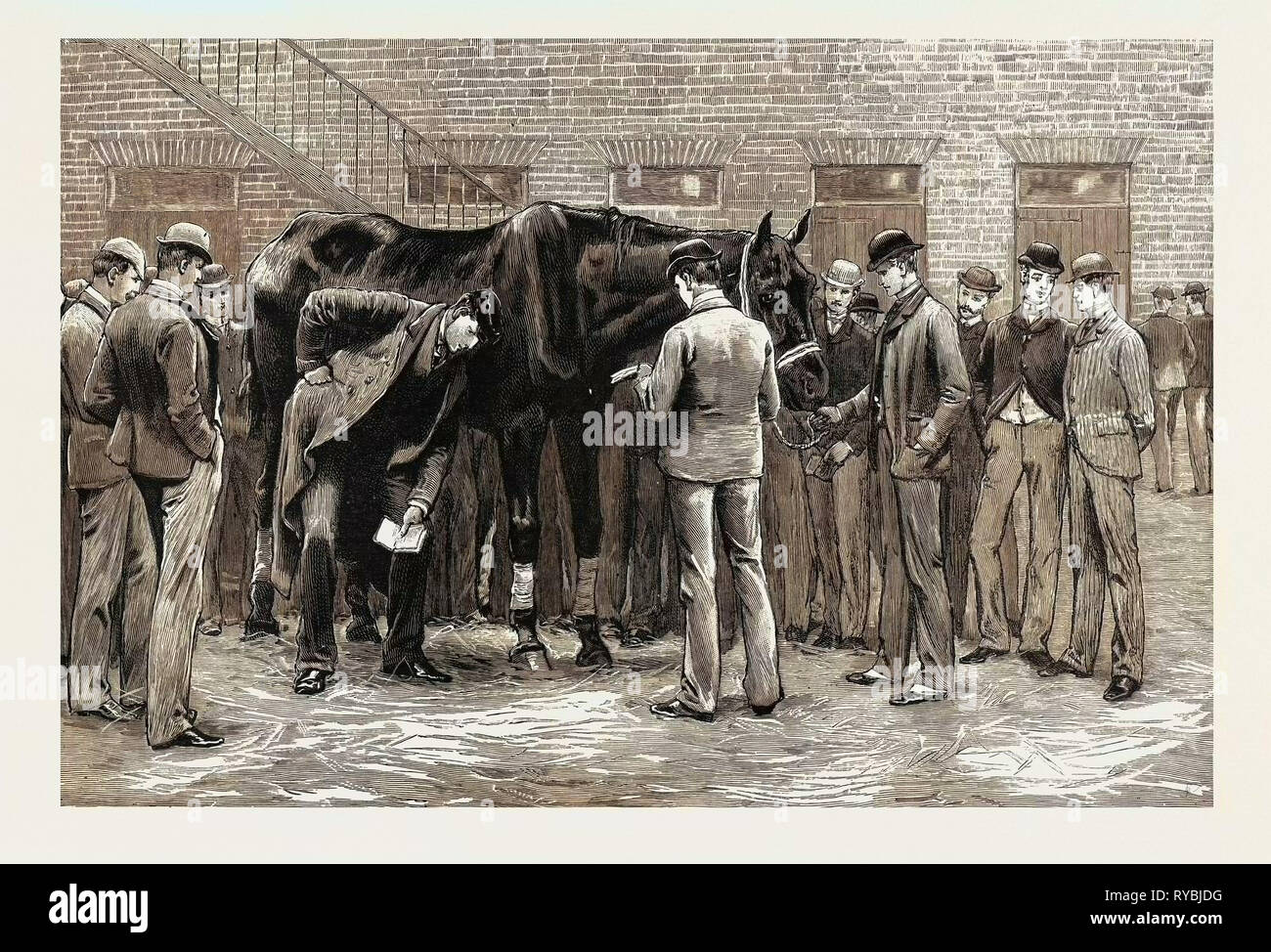 Il Centenario della Royal Veterinary College, Camden Town: gli studenti a lavorare sotto la direzione del Professor s. Free-Practice, suonando i suoi polmoni Foto Stock