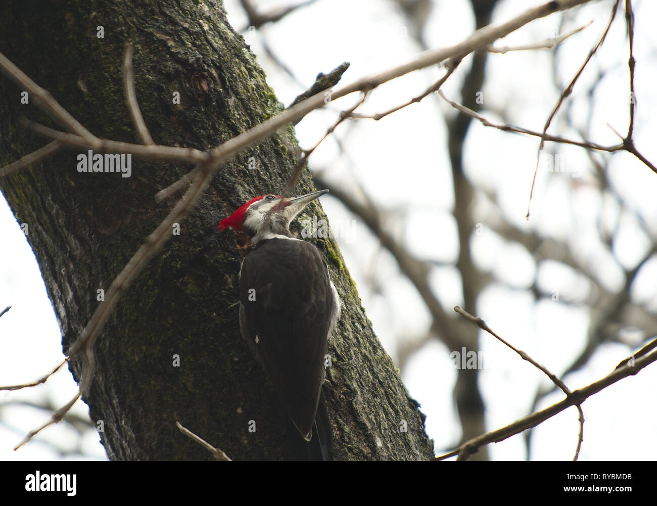 Picchio Pileated scavare per insetti sull albero di quercia Foto Stock