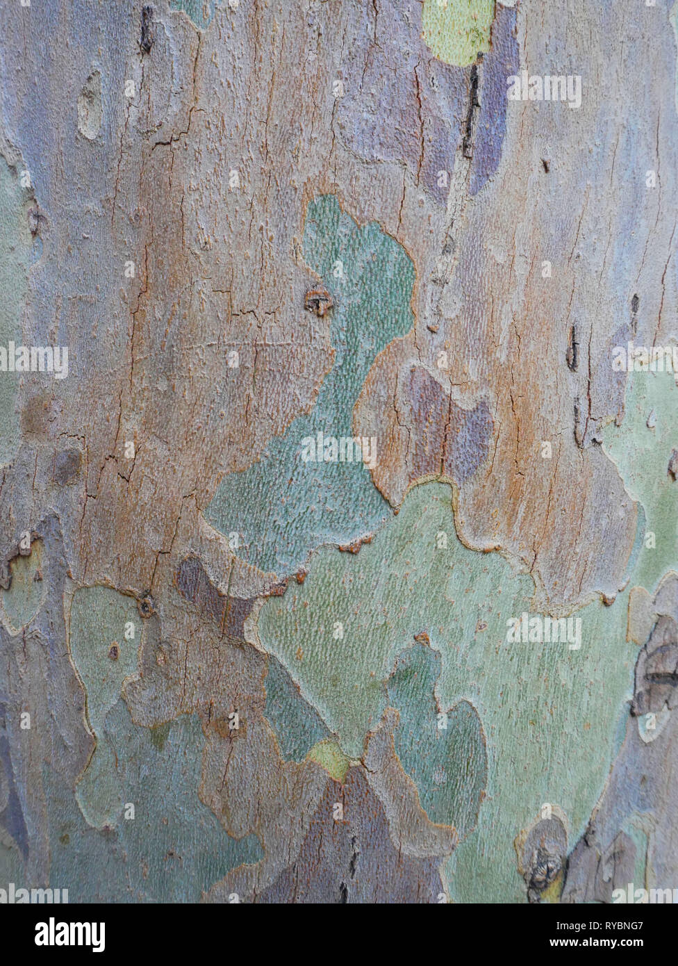 La gomma di corteccia di albero con multi-colore modello a trama Foto Stock