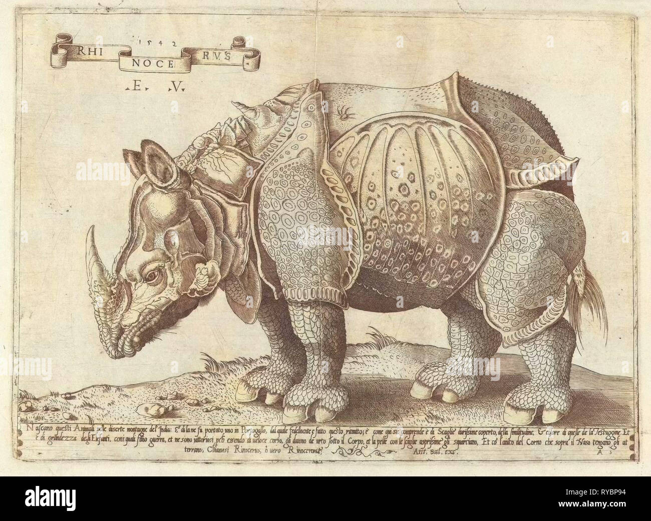 Il rinoceronte, Enea Vico, Albrecht Dürer, 1533 - 1567 Foto Stock