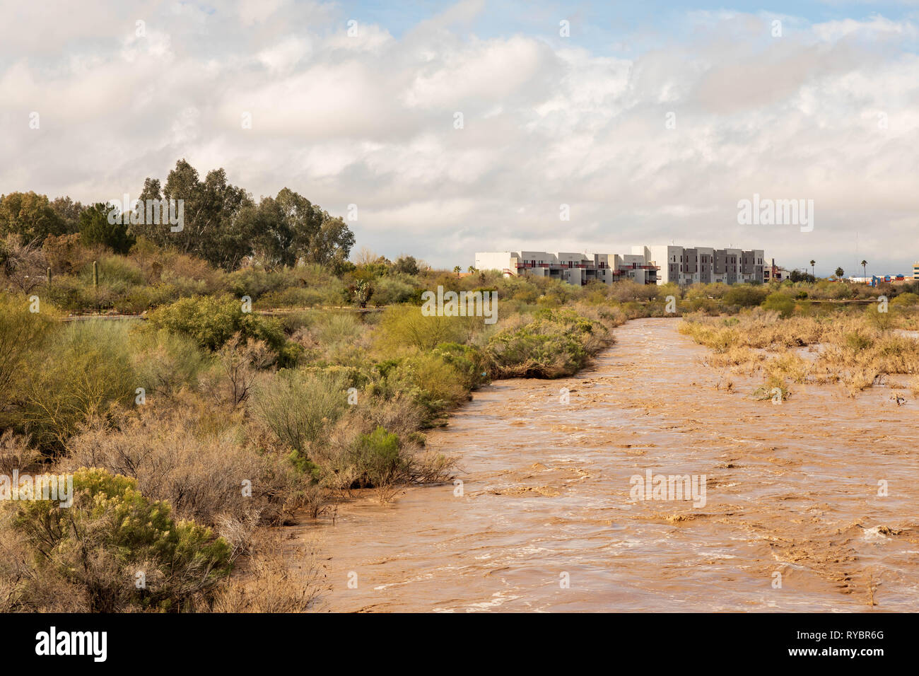 Acqua marrone fluisce attraverso il pennello asciutto in Tucson Rillito Foto Stock