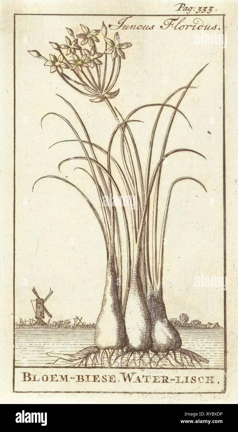 Comune di spike-rush, creeping spike-rush o marsh spike-rush, Eleocharis palustris, Caspar Luyken, Jan Claesz dieci Hoorn, 1698 Foto Stock