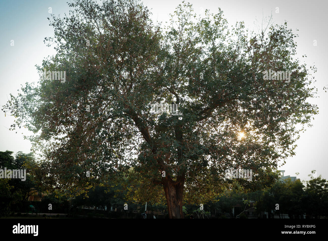 A forma di cuore ad albero con foglie di colore verde e il sole che splende dietro di esso in un parco. Foto Stock