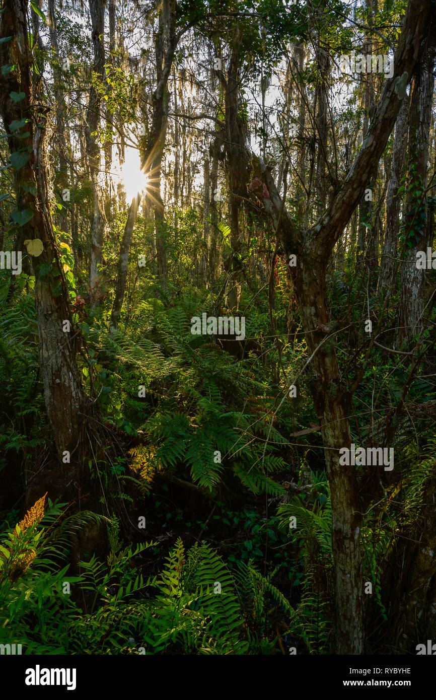 La lussureggiante vegetazione tra il cipresso calvo alberi a Loxahatchee National Wildlife Refuge Foto Stock
