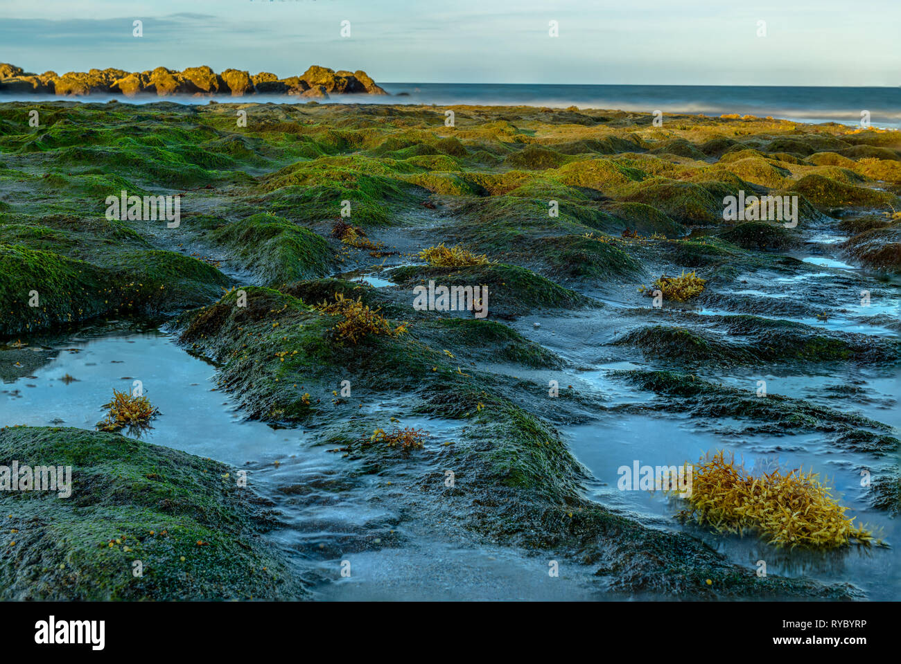 Le rocce in Red Reef Beach Park in Boca Raton Foto Stock