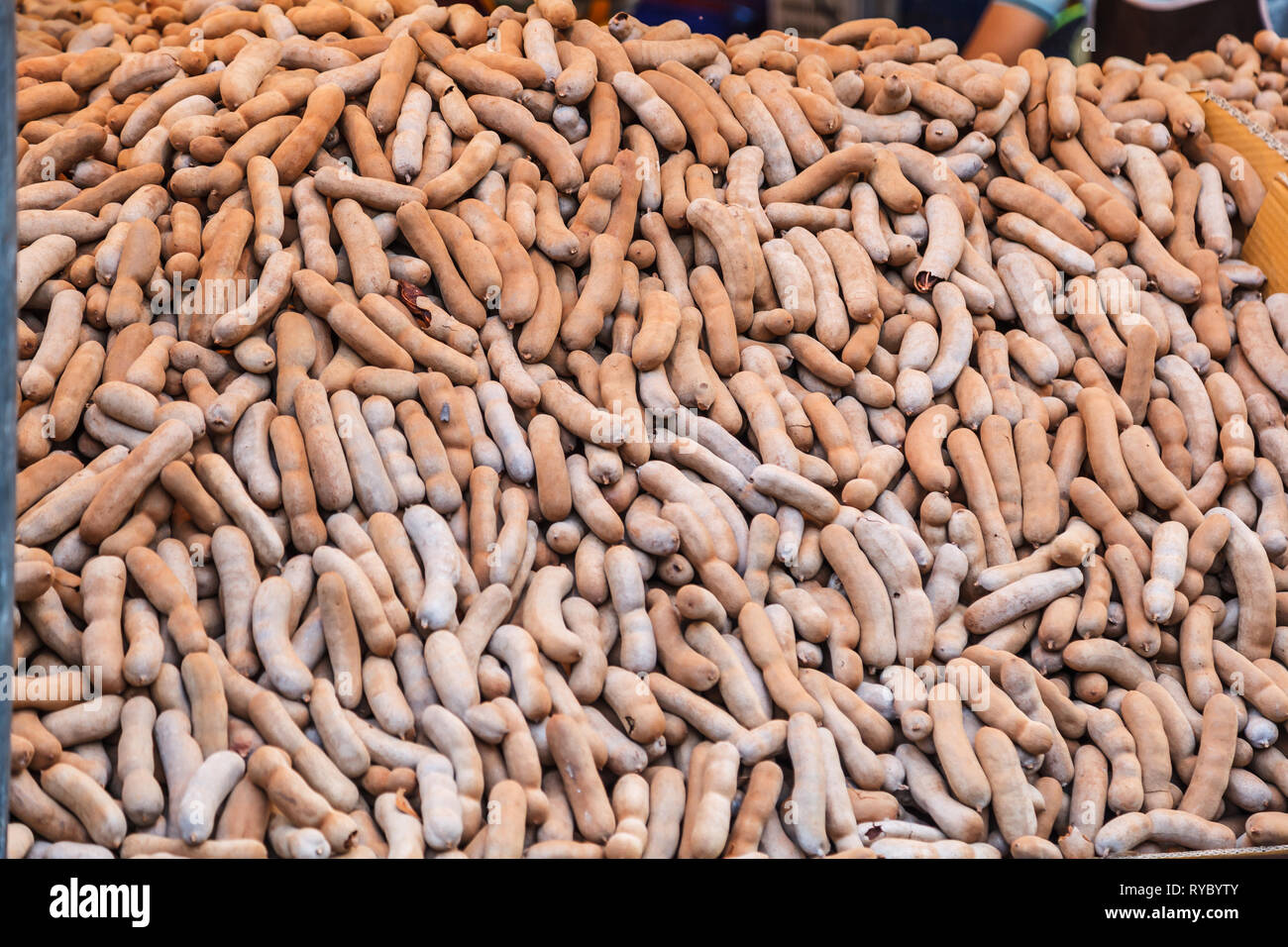 Tropical Tamarind pod di frutta con un duro guscio di colore marrone contiene carnose commestibili, succosa polpa acidula utilizzati nelle cucine, la medicina tradizionale e polis di metallo Foto Stock