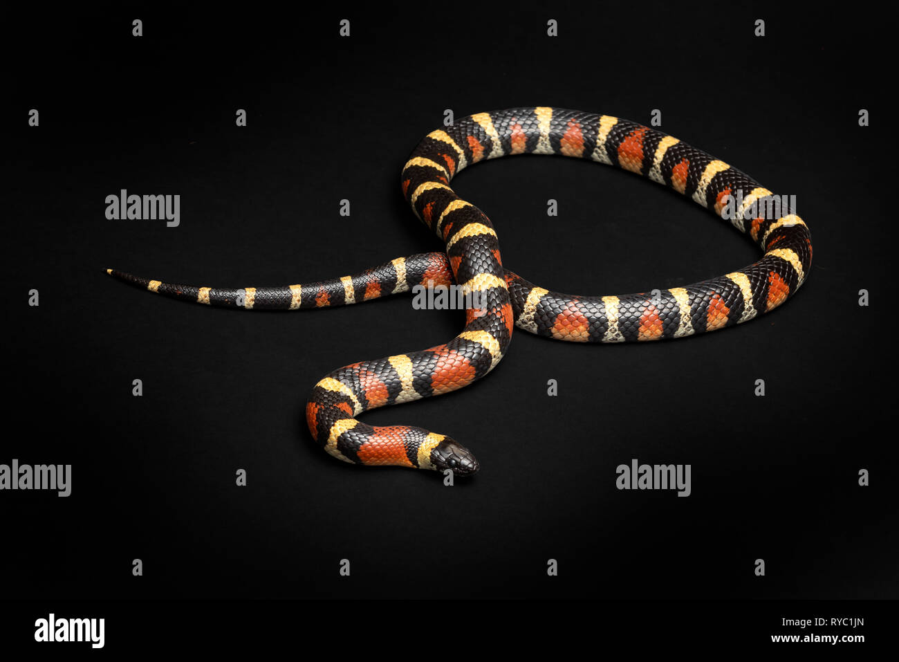 Arizona Milksnake, Lampropeltis triangulum rosso, nero e giallo Foto Stock