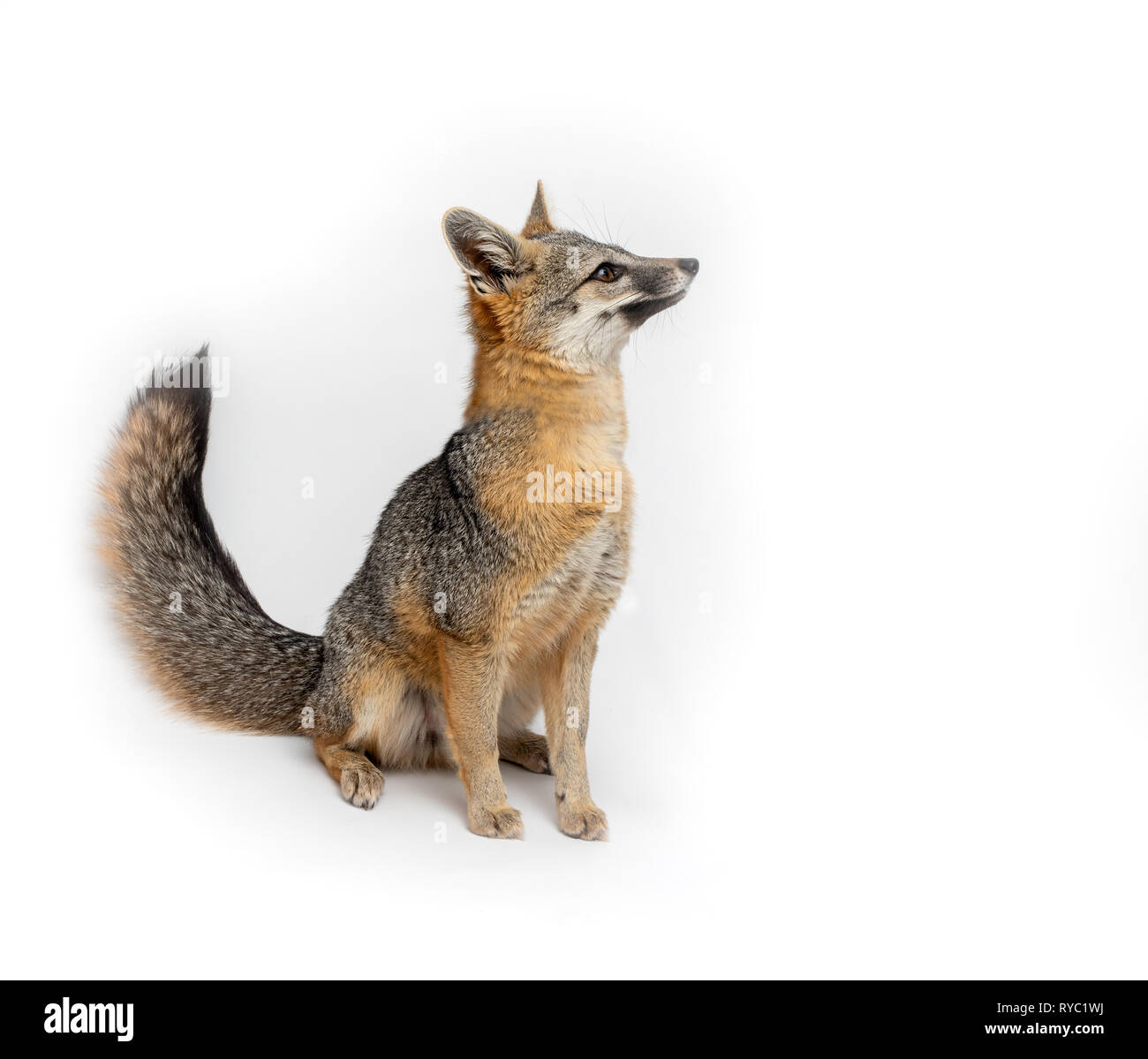 Gray Fox Close Up verticale isolato su sfondo bianco Foto Stock