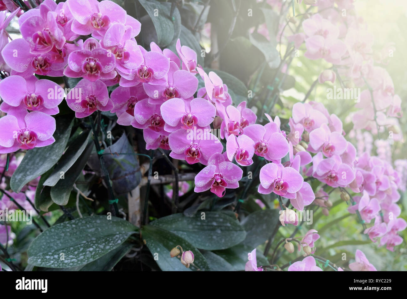 Bella Orchid fiore nel giardino tropicale vicino. Sfondo floreale. Foto Stock