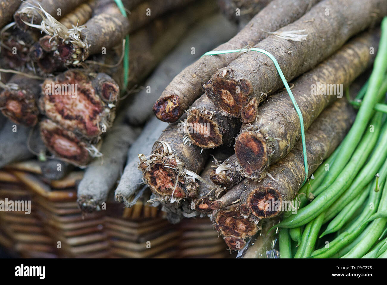 Tragopogon porrifolius, SALSEFRICA, radice commestibili Foto Stock