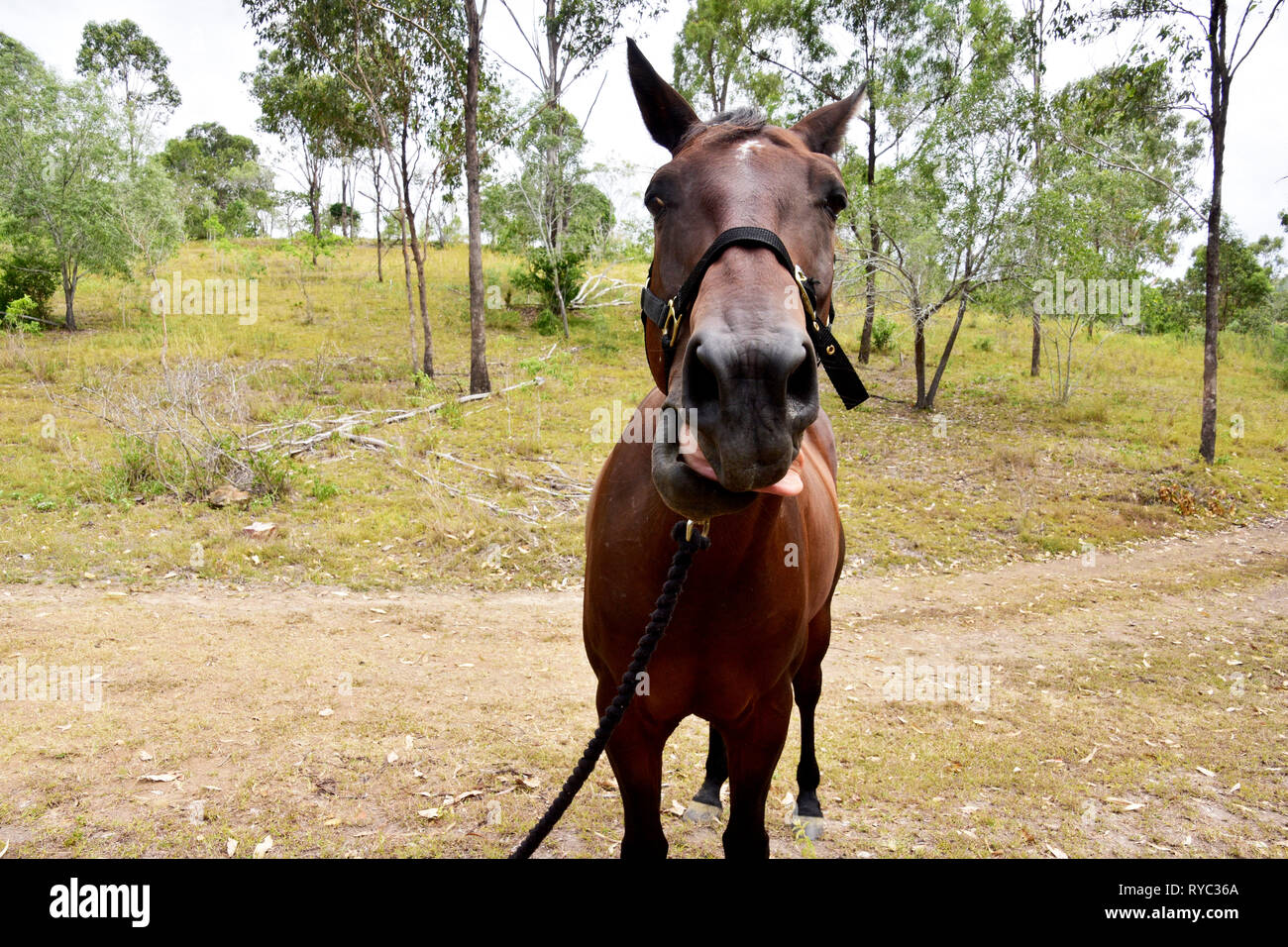 Ridere cavallo Foto Stock