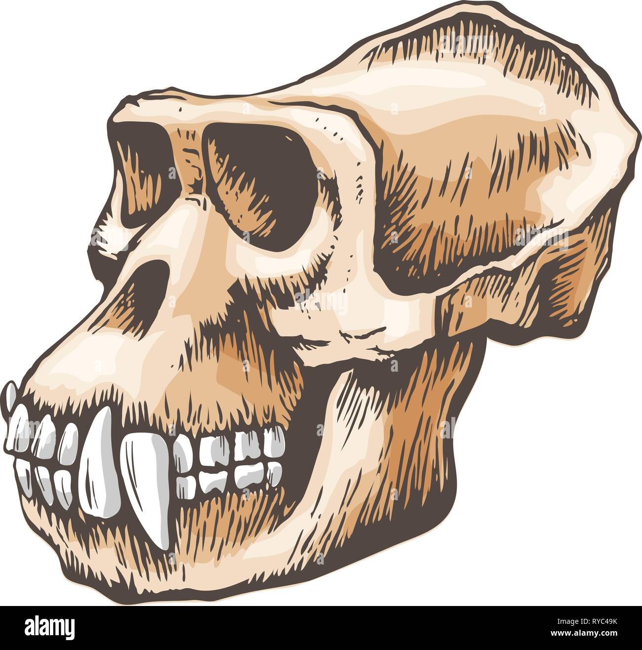 Scimmia Gorilla vettore cranio Illustrazione Vettoriale