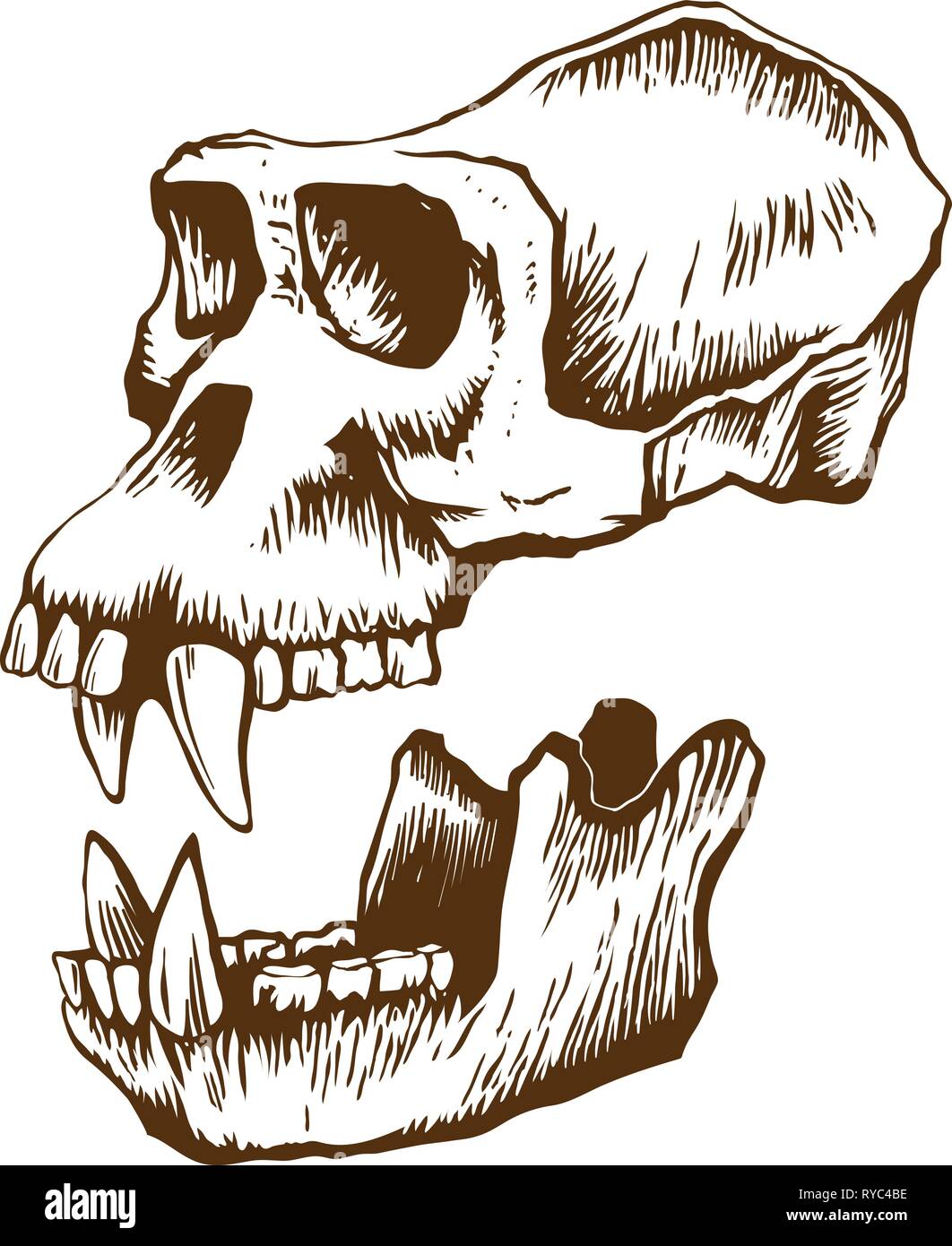 Garrile cranio di scimmia Illustrazione Vettoriale