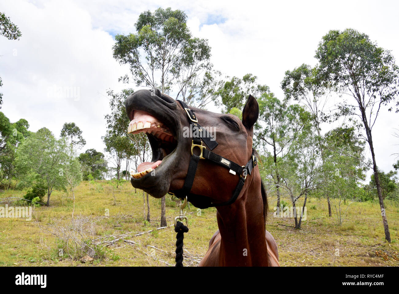 Ridere cavallo Foto Stock