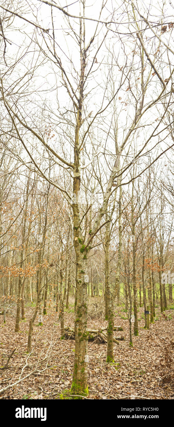 Alberi decidui danneggiato da degli scoiattoli grigi Devon UK Foto Stock