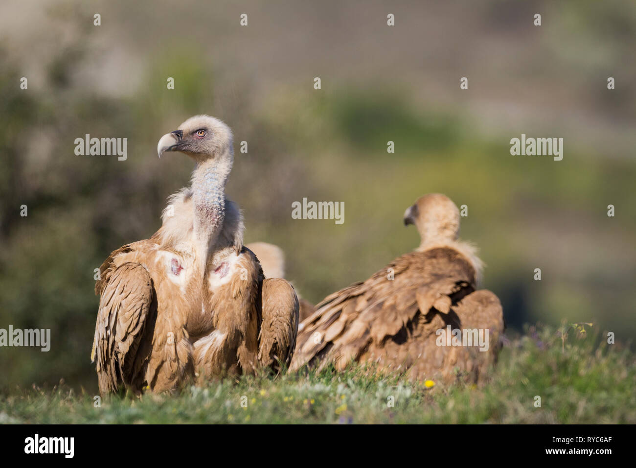 Grifone (Gyps fulvus) verticale. Provincia di Lleida. La Catalogna. Spagna. Foto Stock