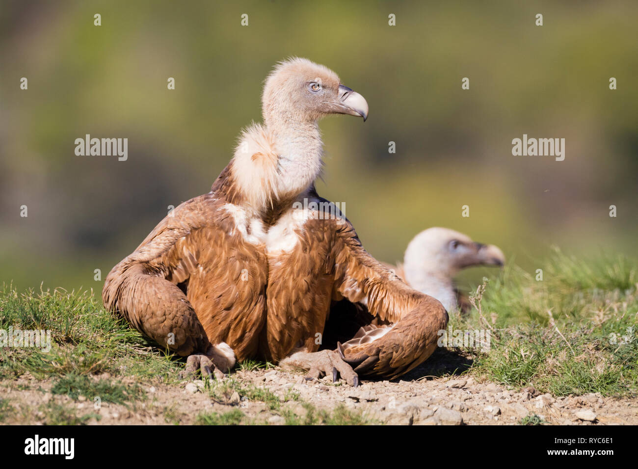 Grifone (Gyps fulvus) basking. Provincia di Lleida. La Catalogna. Spagna. Foto Stock