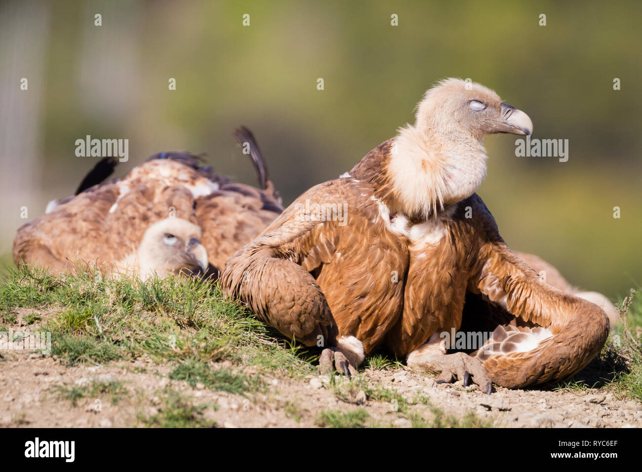 Grifone (Gyps fulvus) basking. Provincia di Lleida. La Catalogna. Spagna. Foto Stock