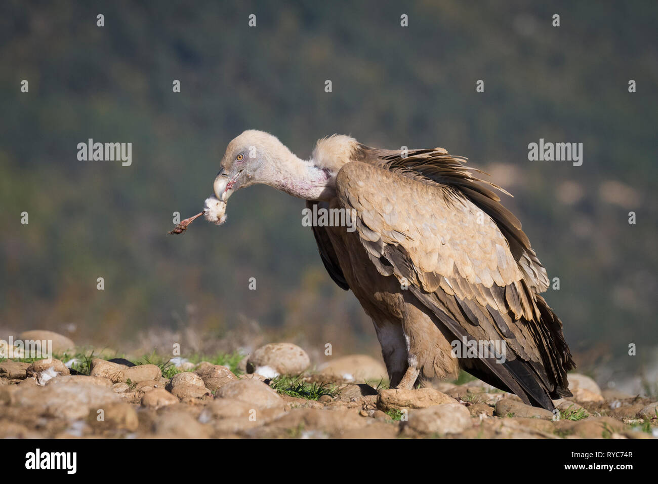 Grifone (Gyps fulvus) alimentazione. Provincia di Lleida. La Catalogna. Spagna. Foto Stock