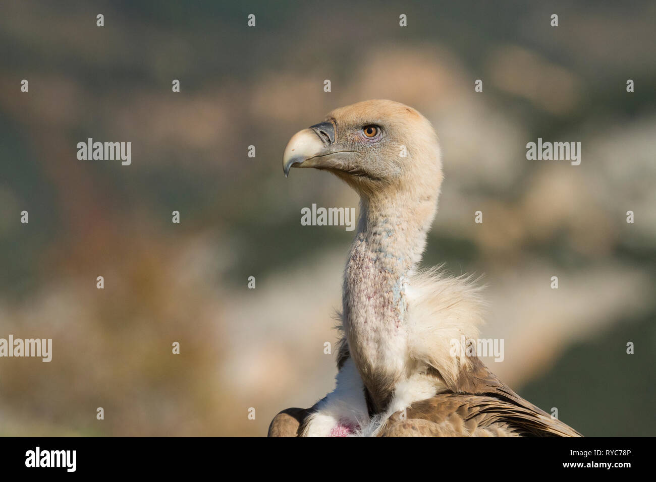 Grifone (Gyps fulvus) testa verticale. Provincia di Lleida. La Catalogna. Spagna. Foto Stock