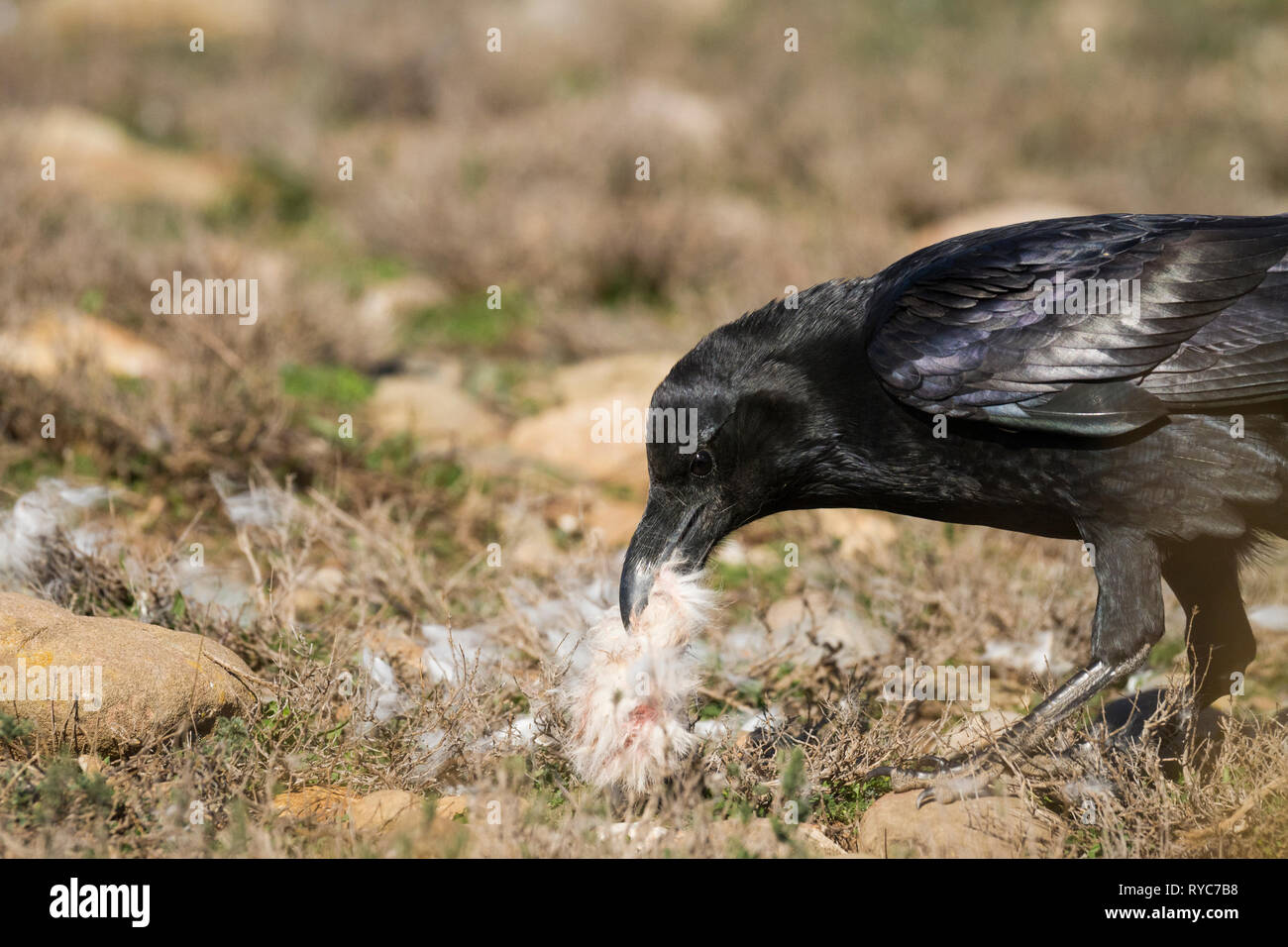 Comune di Corvo Imperiale (Corvus corax) alimentazione sulla terra. Pre-Pyrenees. Provincia di Lleida. La Catalogna. Spagna. Foto Stock