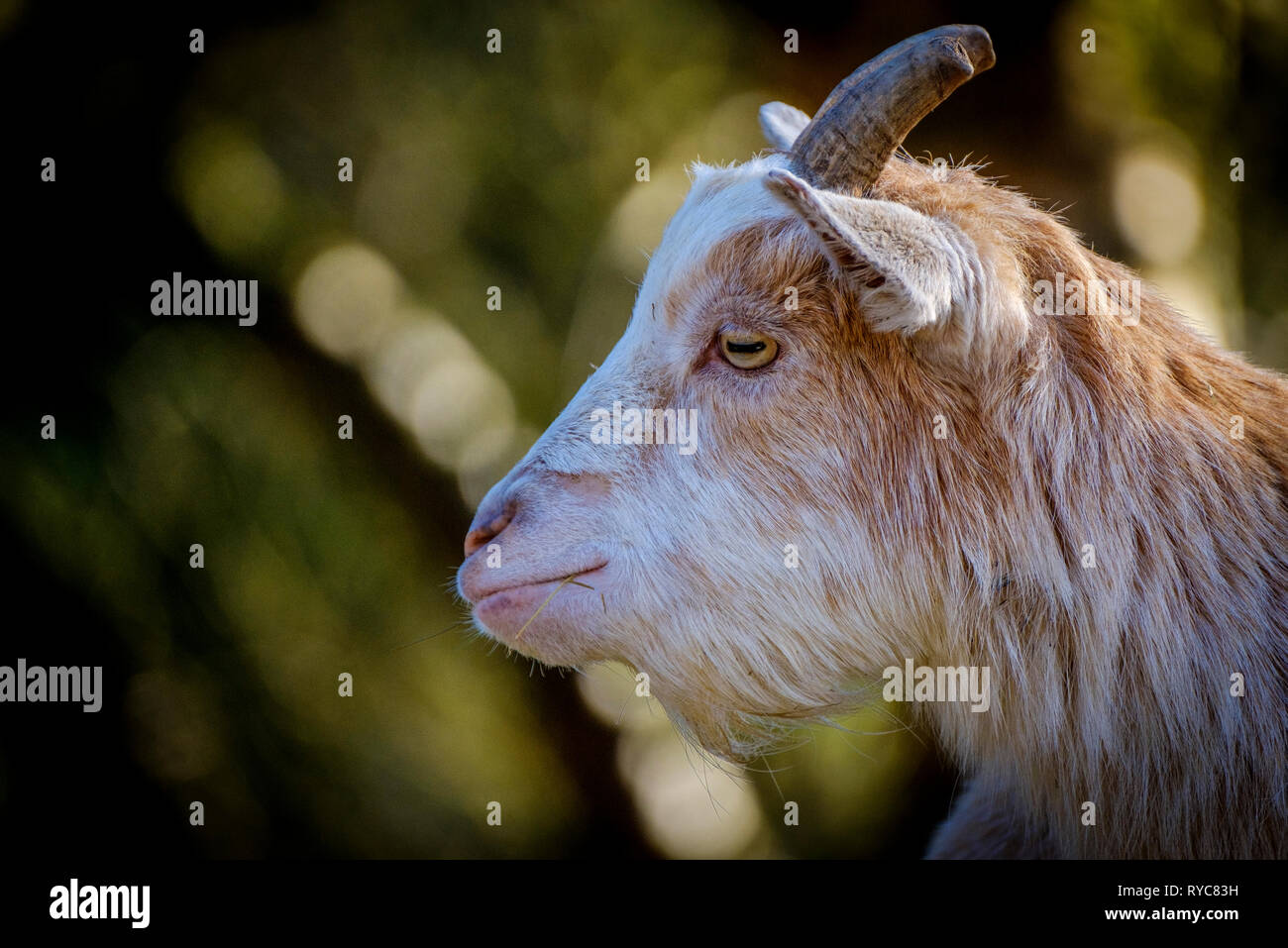 Ritratto di un adulto pigmeo di capra in sole primaverile, Scozia Foto Stock