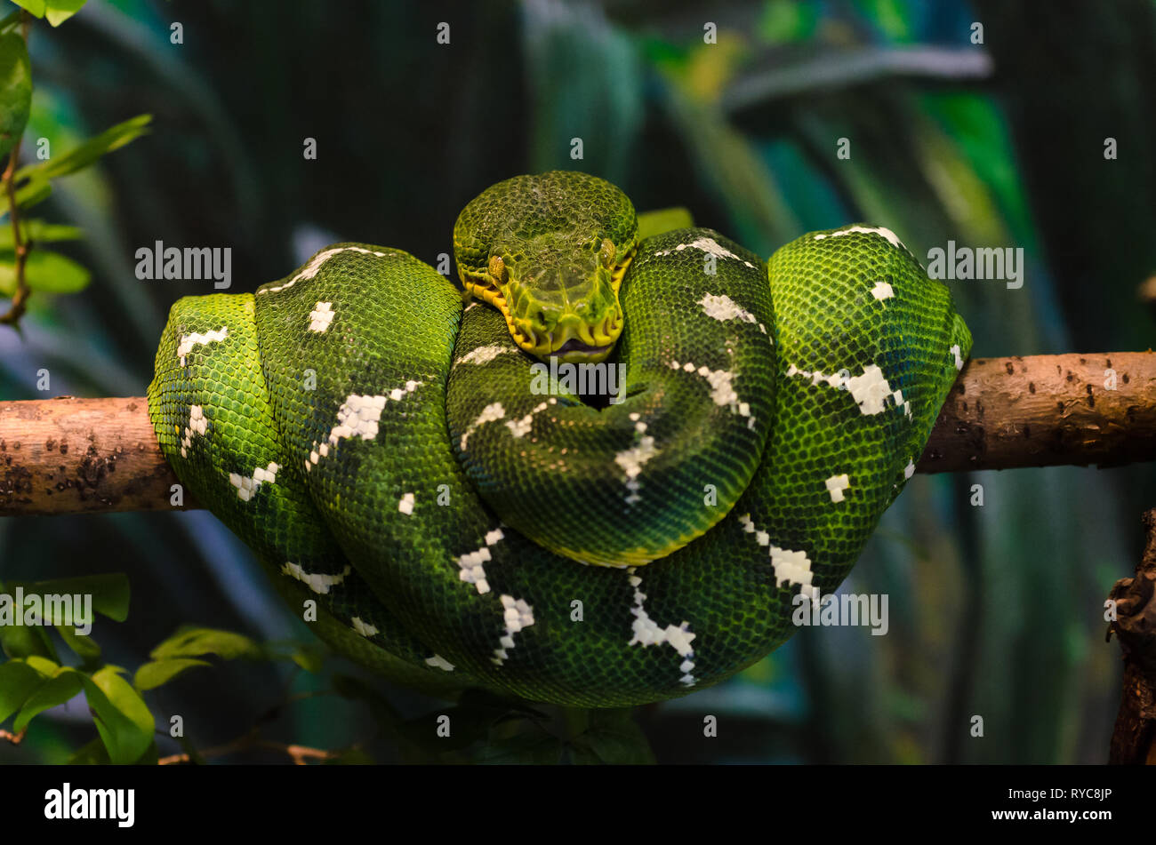 Emerald tree boa (Corallus caninus), lo Zoo di Toronto, Canada Foto Stock