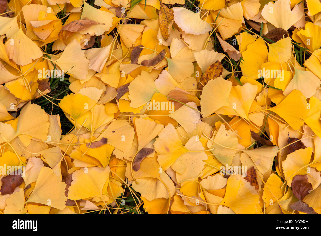 Il fogliame di autunno di Ginkgo, Germania. Herbstlaub von Ginkgo Baeumen, Deutschland. Foto Stock