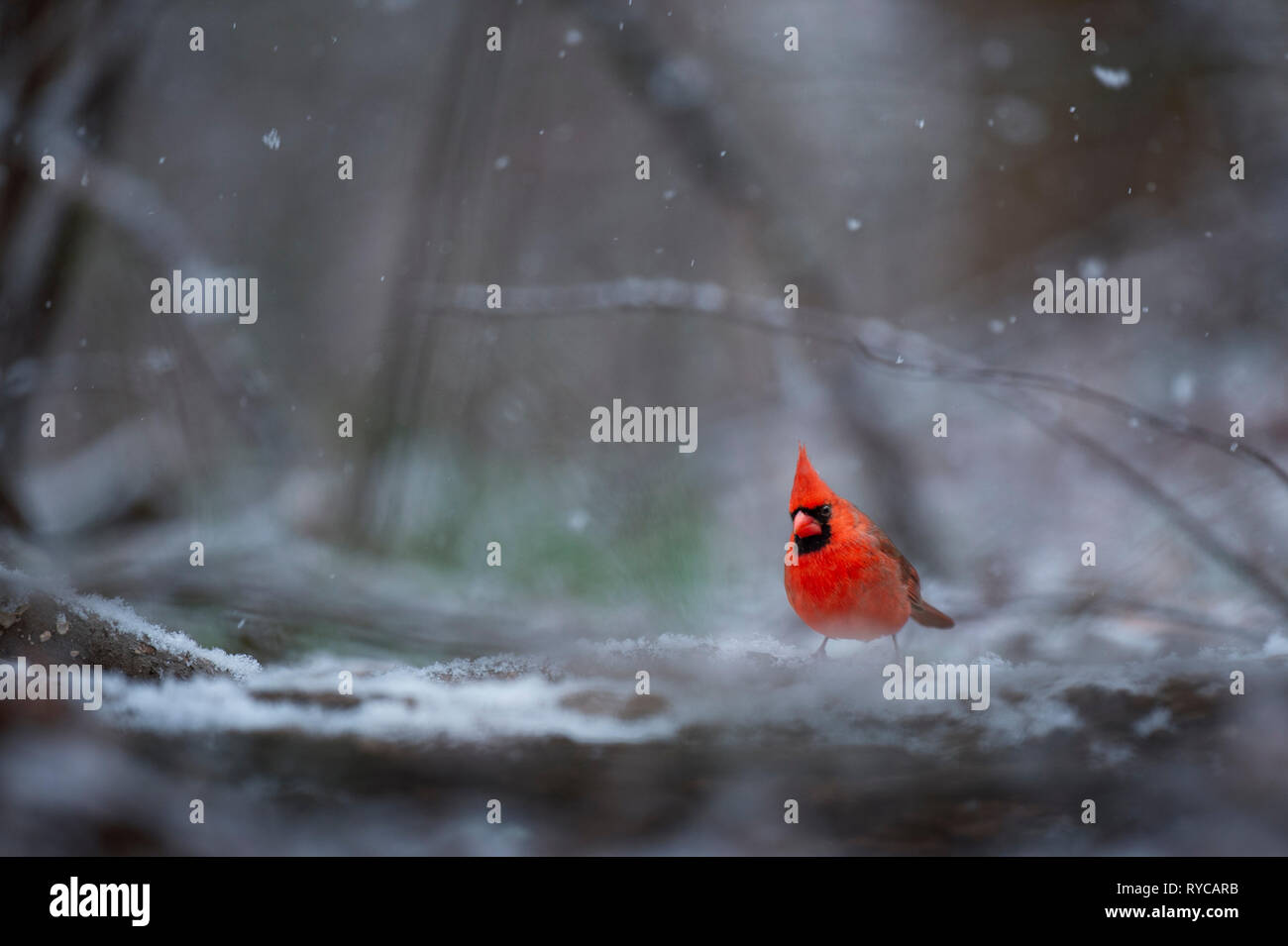 Un brillante maschio rosso cardinale settentrionale si erge in un wintery snowy scena. Foto Stock