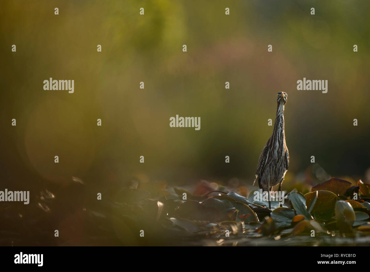 Un verde Heron si allunga il suo collo e la testa guarda su in camera la mattina presto sun come cammina su lilly pad. Foto Stock