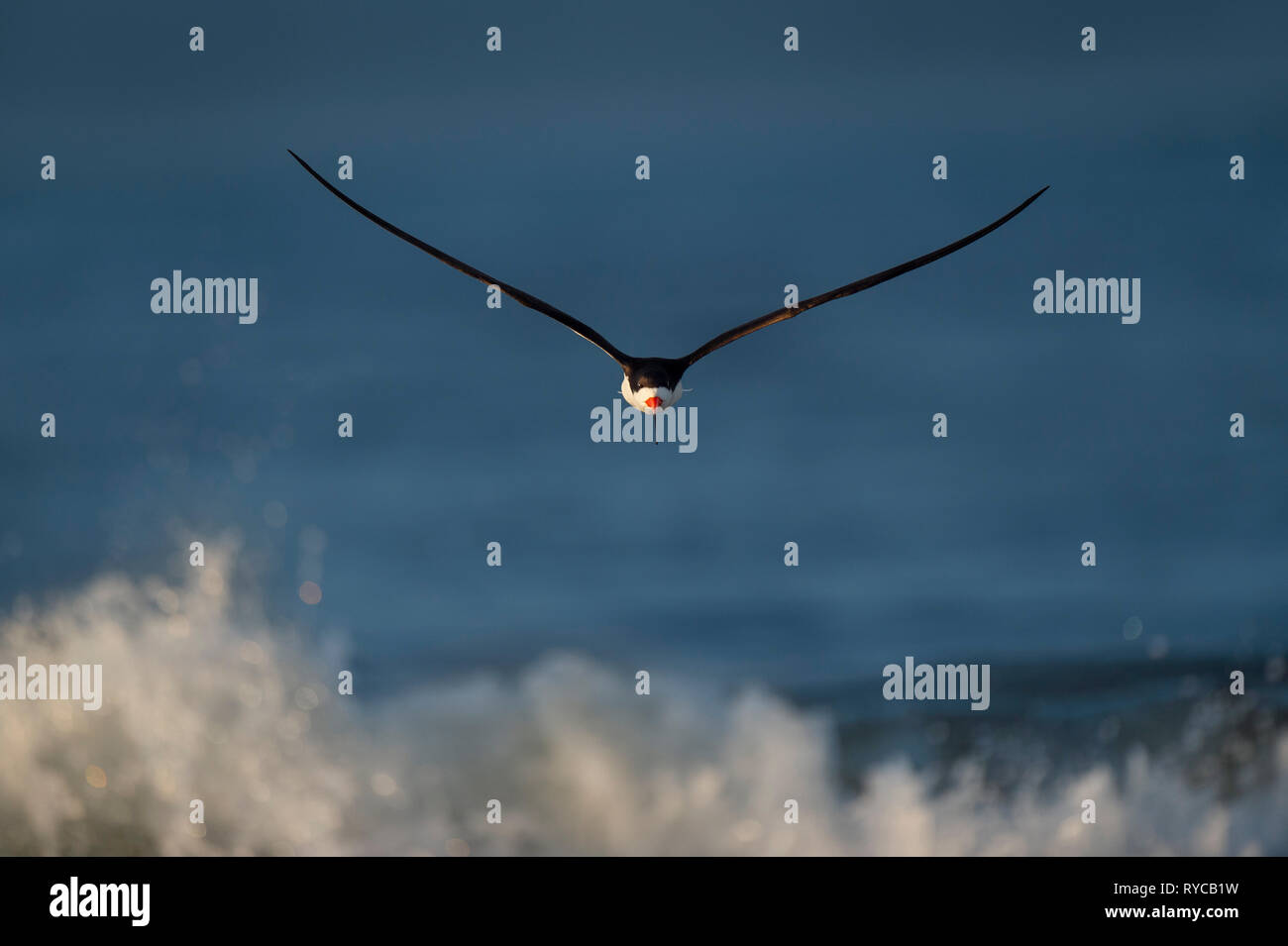 Un Nero Skimmer vola a destra alla fotocamera con un onda di crash e il mare blu profondo in background. Foto Stock