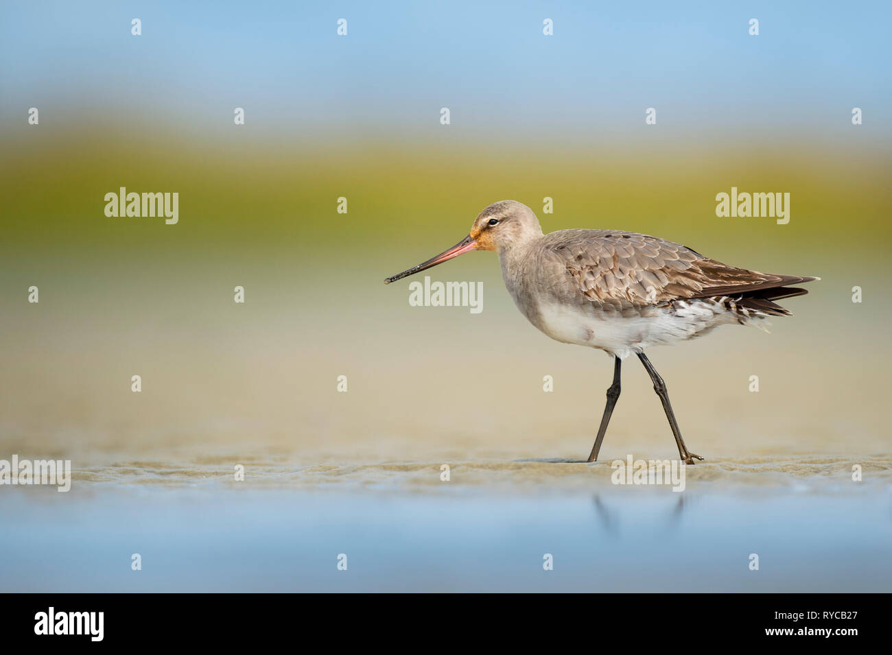 Un Hudsonian Godwit sorge nella sabbia con un liscio verde e Sfondo blu in morbida luce di sole. Foto Stock