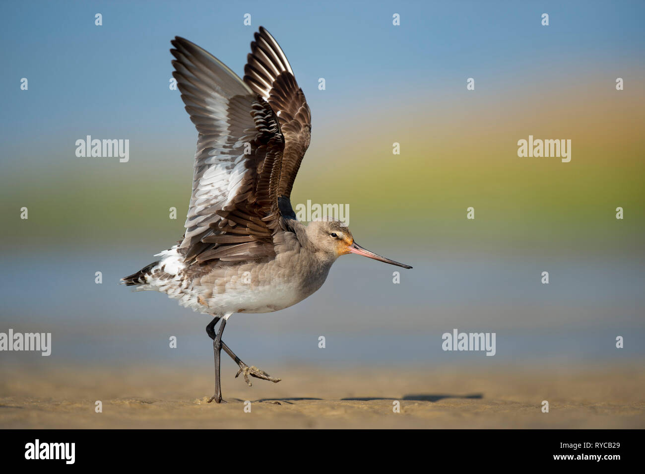 Un Hudsonian Godwit si stende le sue ali su un banco di sabbia con un liscio verde e blu sullo sfondo di una luminosa giornata di sole. Foto Stock