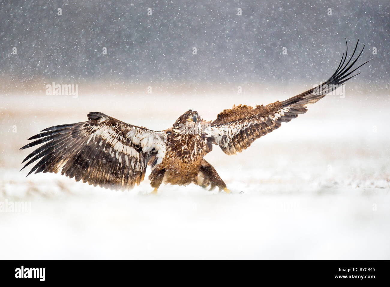 Un bambino aquile calve atterra in un campo nevoso in una fredda giornata invernale come nevica. Foto Stock