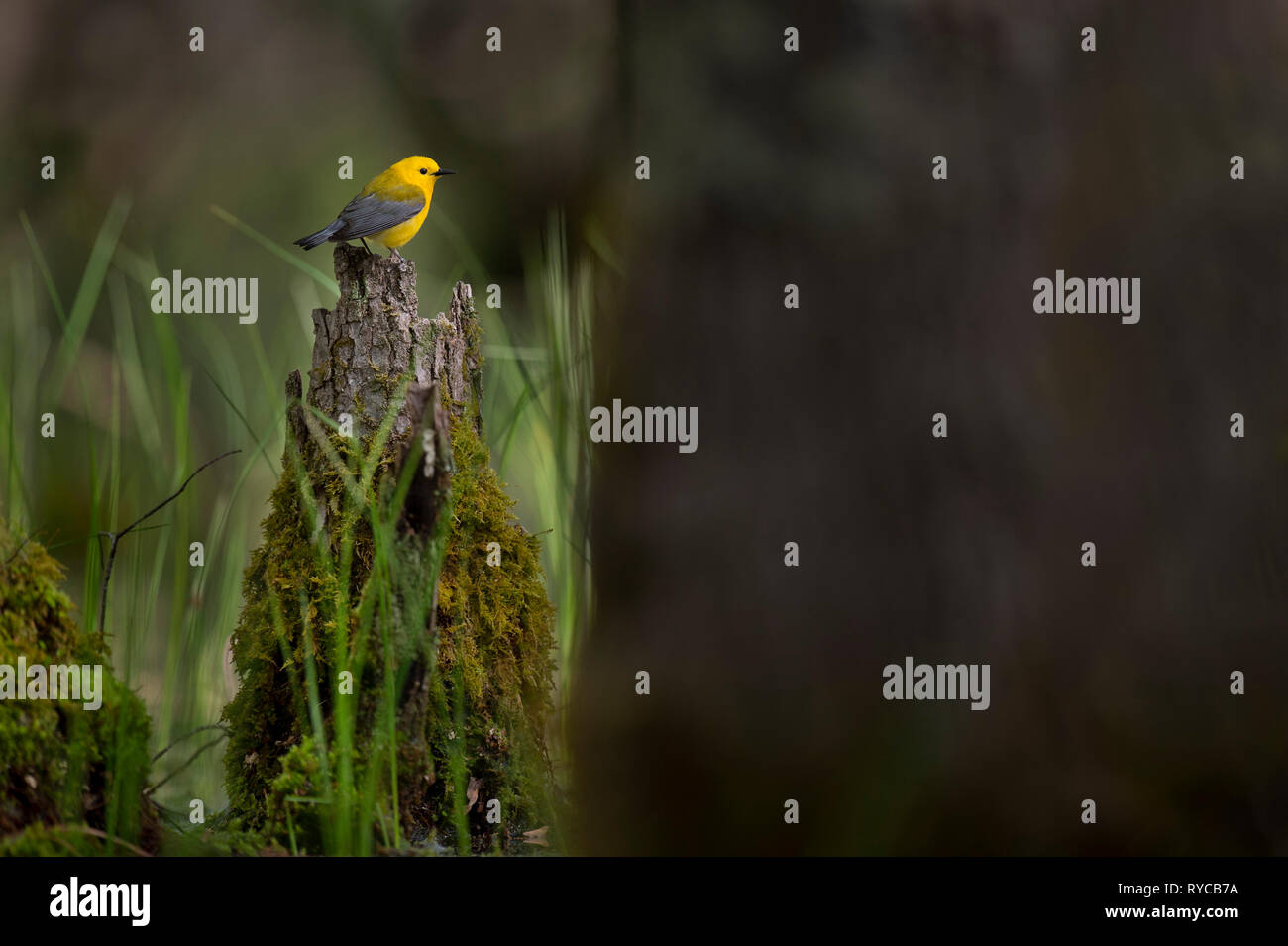 Un giallo brillante Prothonotary Trillo arroccato su un muschio coperto log in palude al sole del mattino. Foto Stock