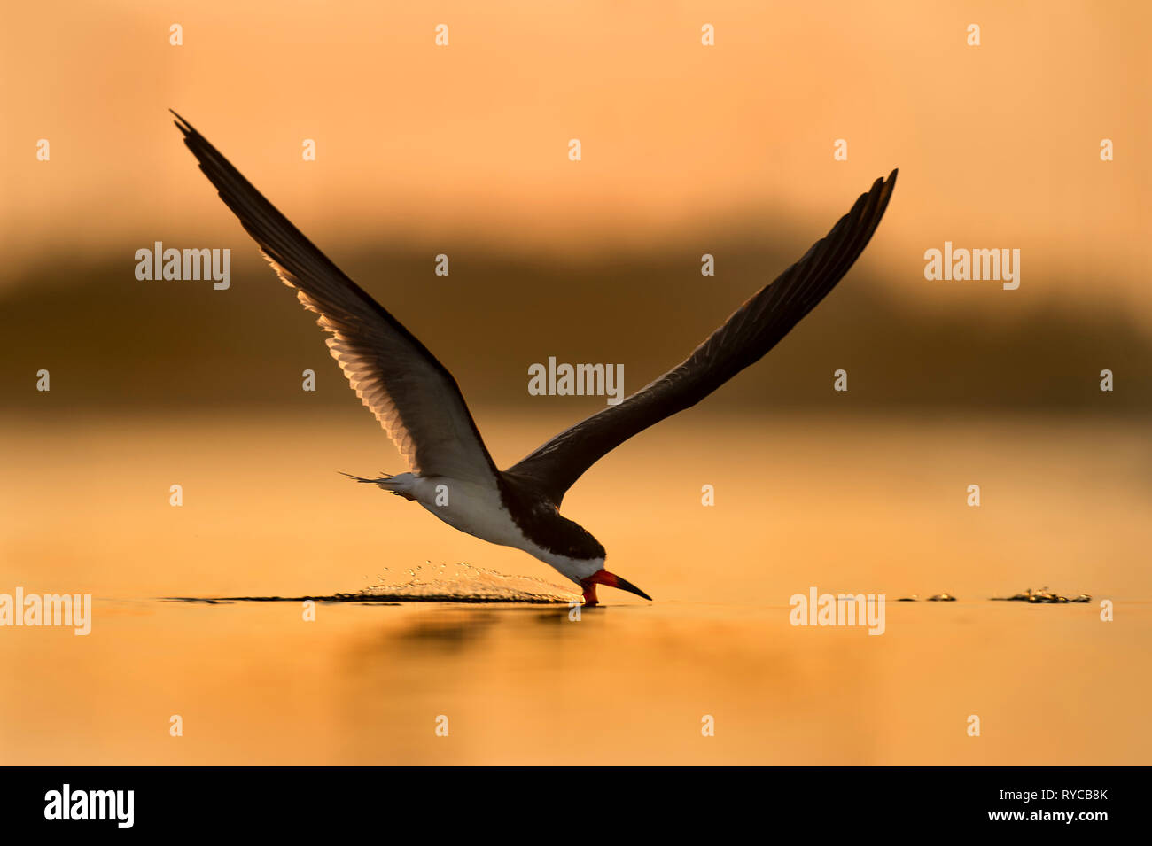 Un Nero Skimmer vola con il suo becco per affettare attraverso l'acqua a sunrise nell'acqua di colore arancione. Foto Stock