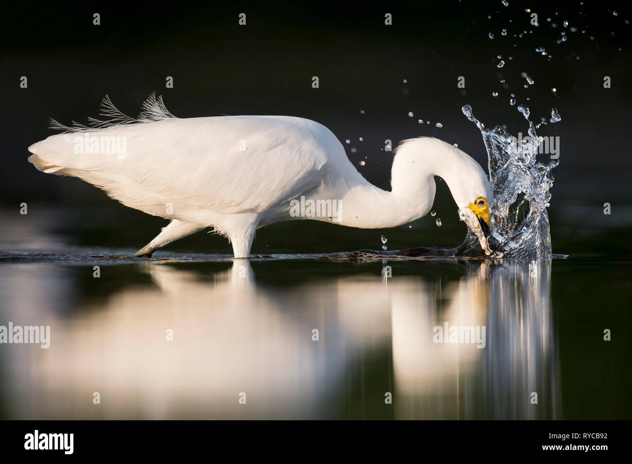 Un bianco Airone nevoso scioperi all'acqua per un piccolo pesce facendo scalpore nel mattino luminoso sole con uno sfondo nero. Foto Stock