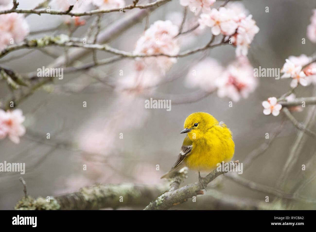 Un giallo brillante Pine Trillo appollaiato in un albero di fioritura in primavera con luce fiori rosa. Foto Stock