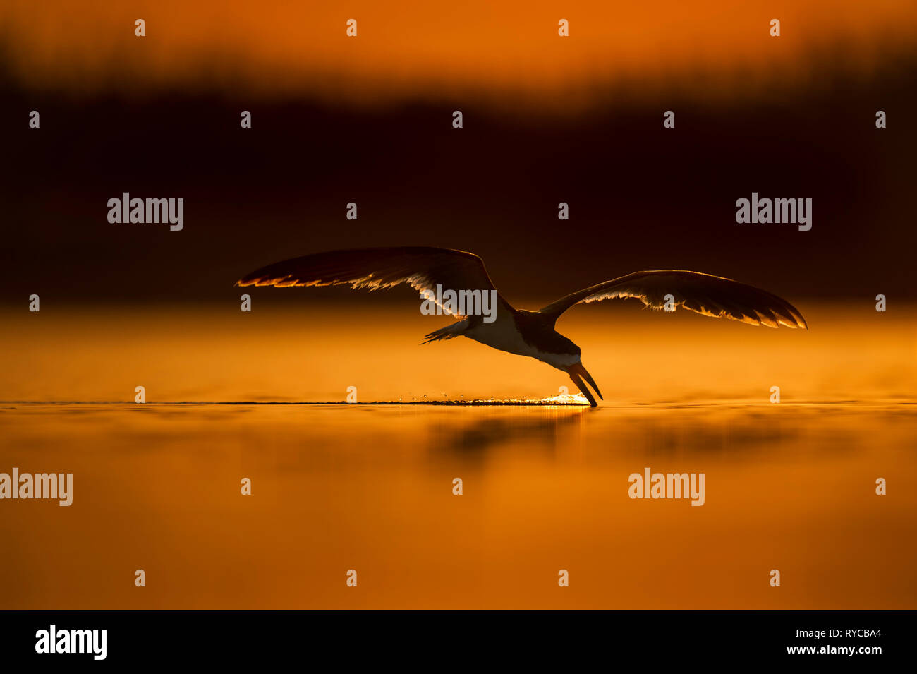 Un Nero Skimmer vola basso sopra l'acqua con il suo becco in acqua a caccia di pesce. Foto Stock