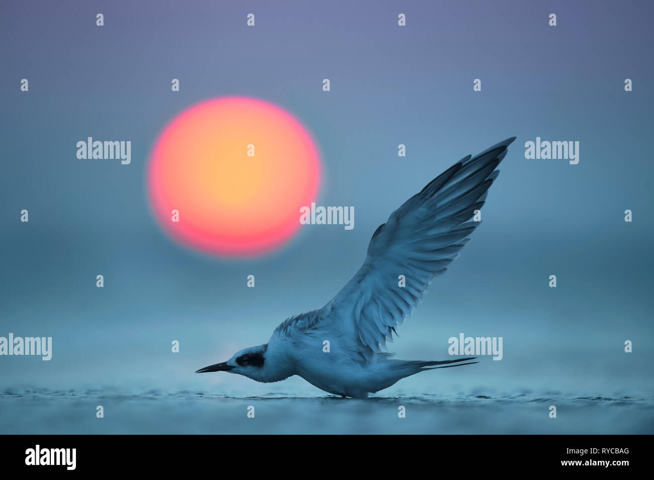 Un Forsters Terna si stende le sue ali e compare a prua di sole al tramonto sul lontano orizzonte. Foto Stock