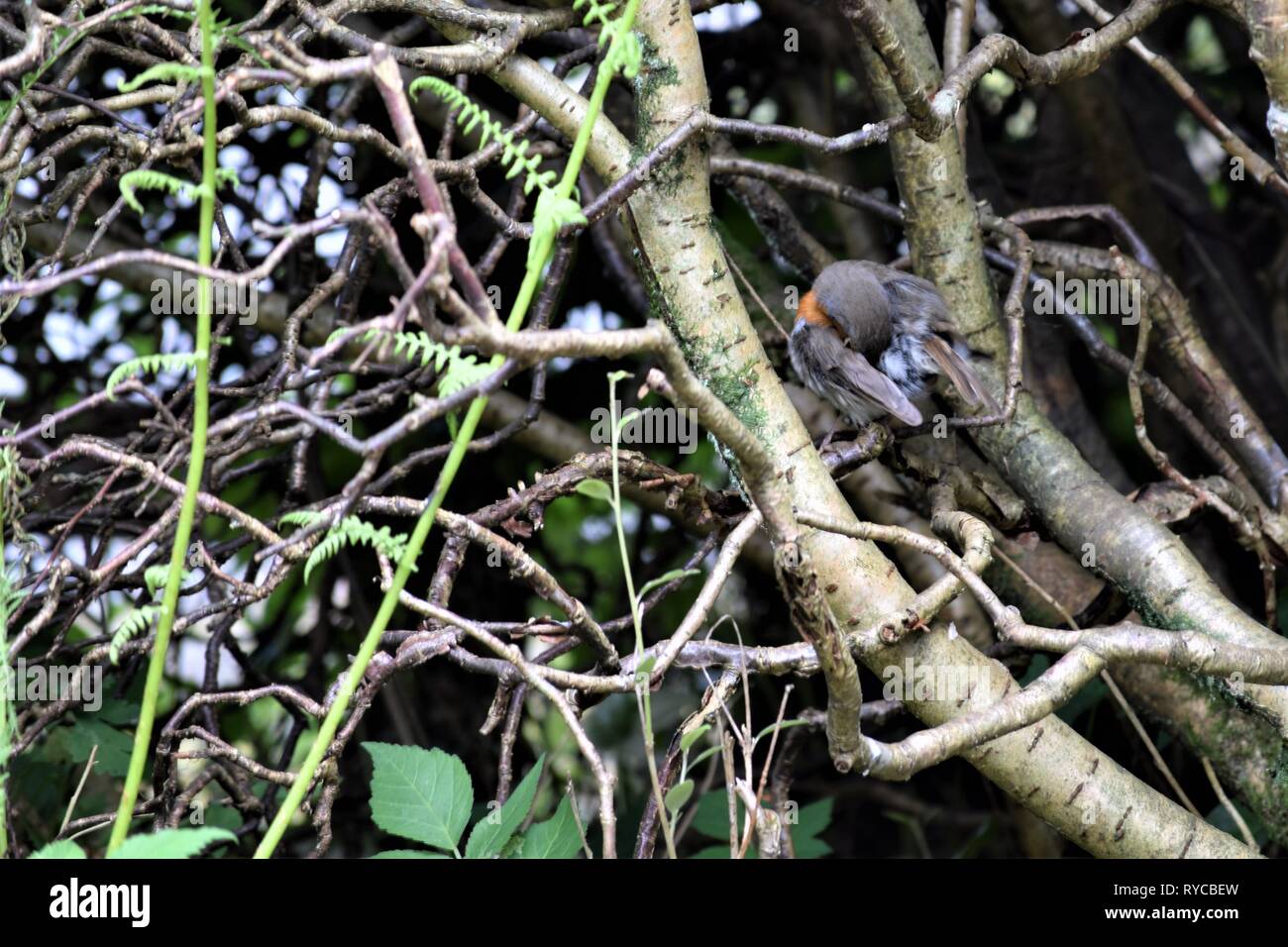 Pettirosso, Erithacus Rubecula, rifugiandosi dentro un cotoneaster hedge tagliato per mostrare la struttura interna dei rami e rametti. Pulizia schiena. Foto Stock