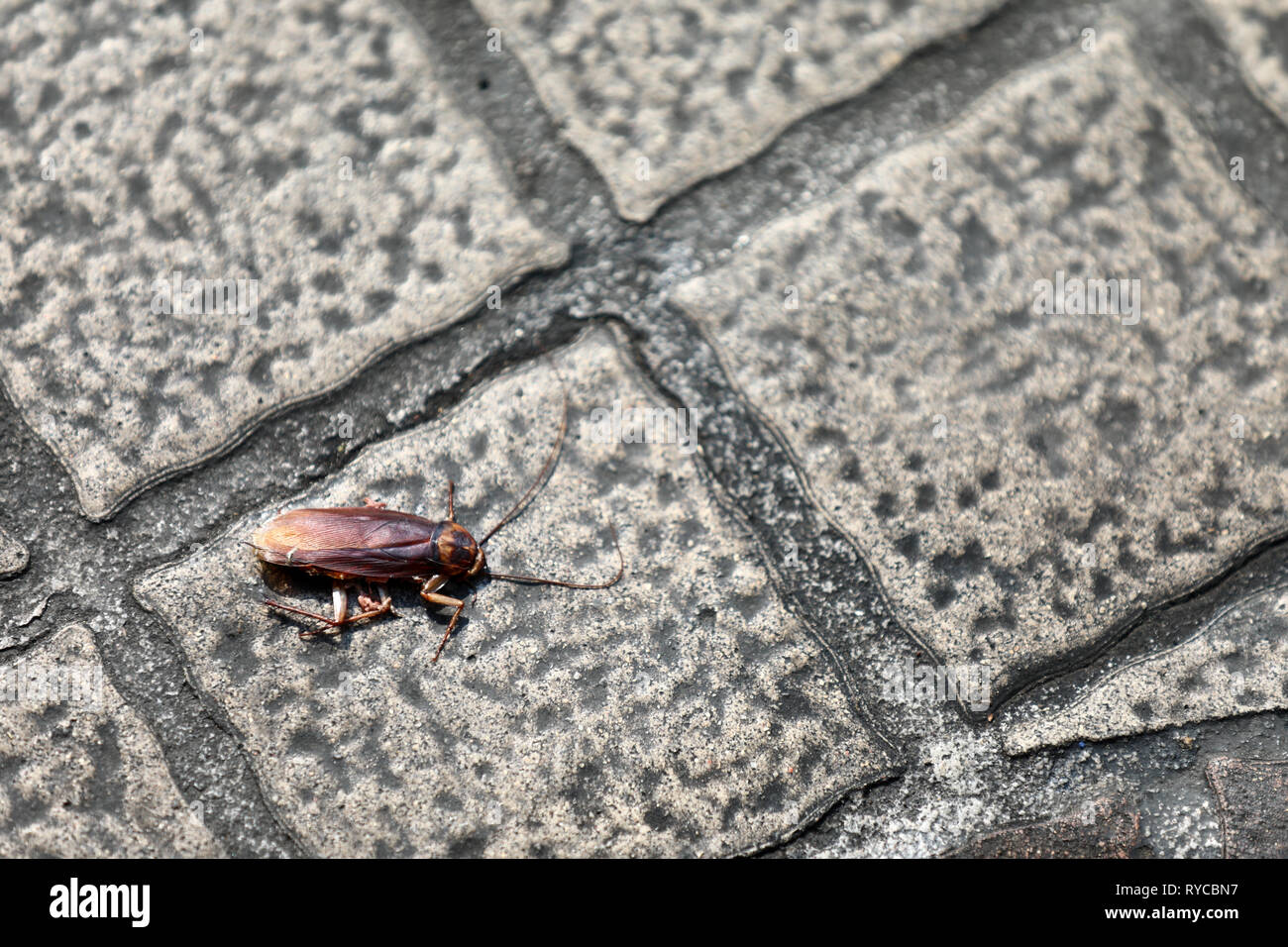 Scarafaggio morto sulla strada Foto Stock