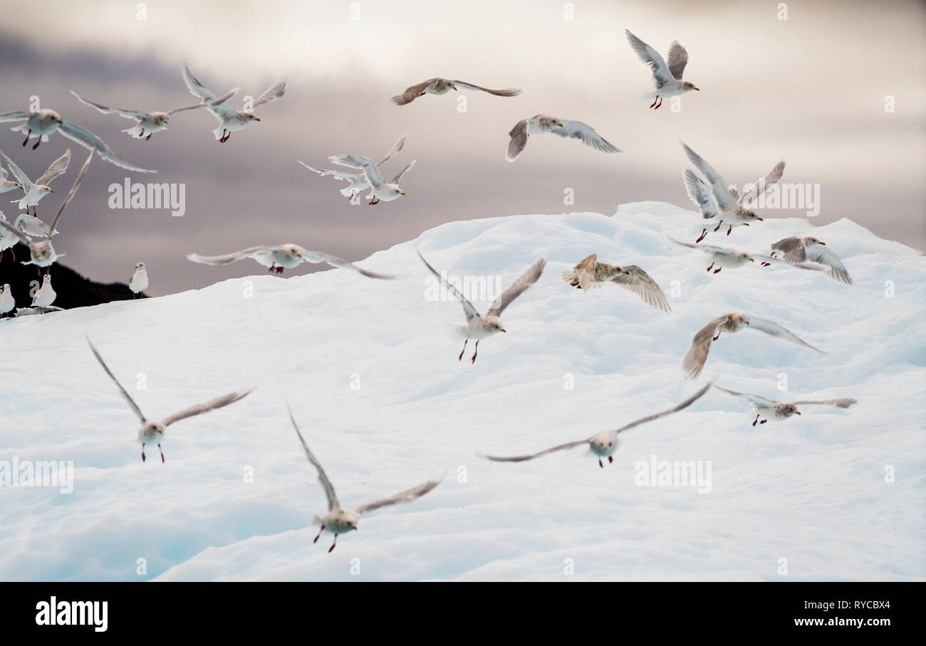 A testa nera Gabbiani su Iceberg, Groenlandia meridionale Foto Stock