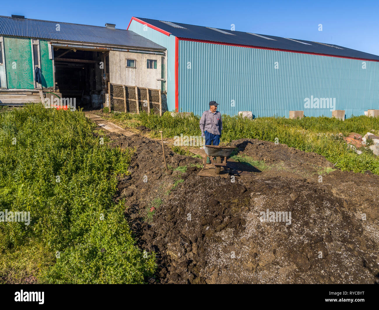 Local Allevatore ovino, Qassiarsuk o Brattahlid, Groenlandia meridionale Foto Stock