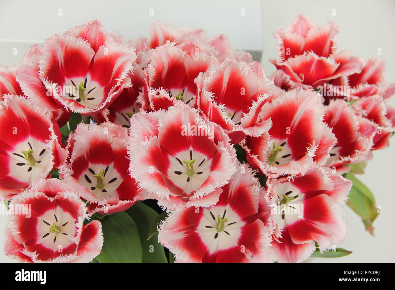 Mazzetto di terry rosso tulipani bellissimo con nucleo bianco e i bordi vicino. Bouquet pistillo e stami primavera tempo Foto Stock