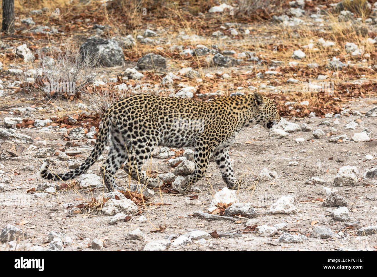 Leopard a piedi nella steppa del Parco Etosha Foto Stock