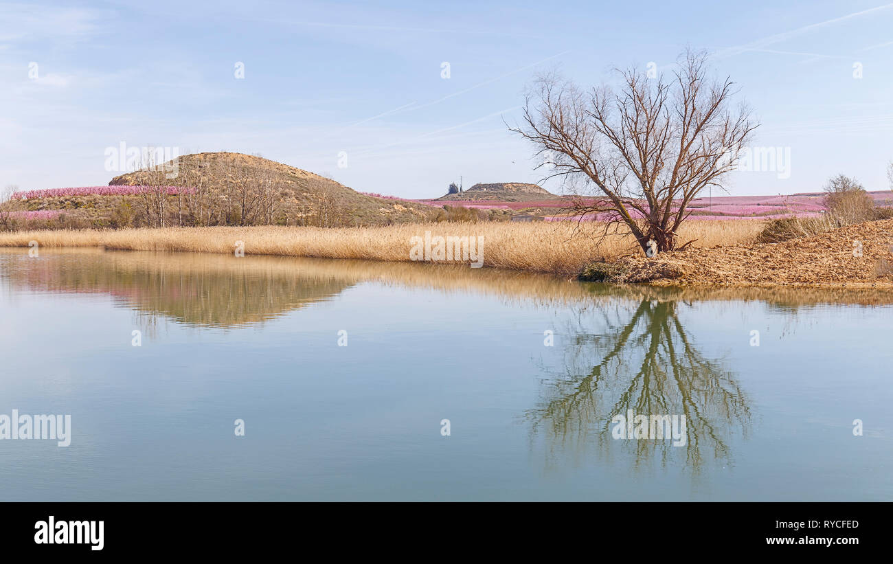 Inizio della primavera paesaggio con albero Reflectring su un laghetto Foto Stock