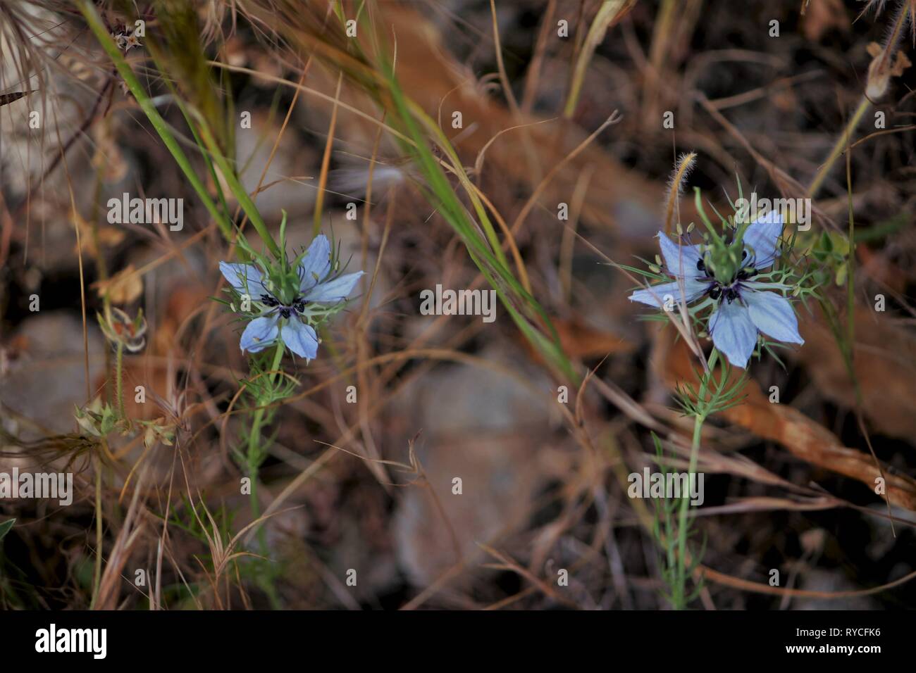 L'amore-in-un-MIST (Nigella damascena) fioritura nella gariga costiera vicino a Mellieha, Malta Foto Stock