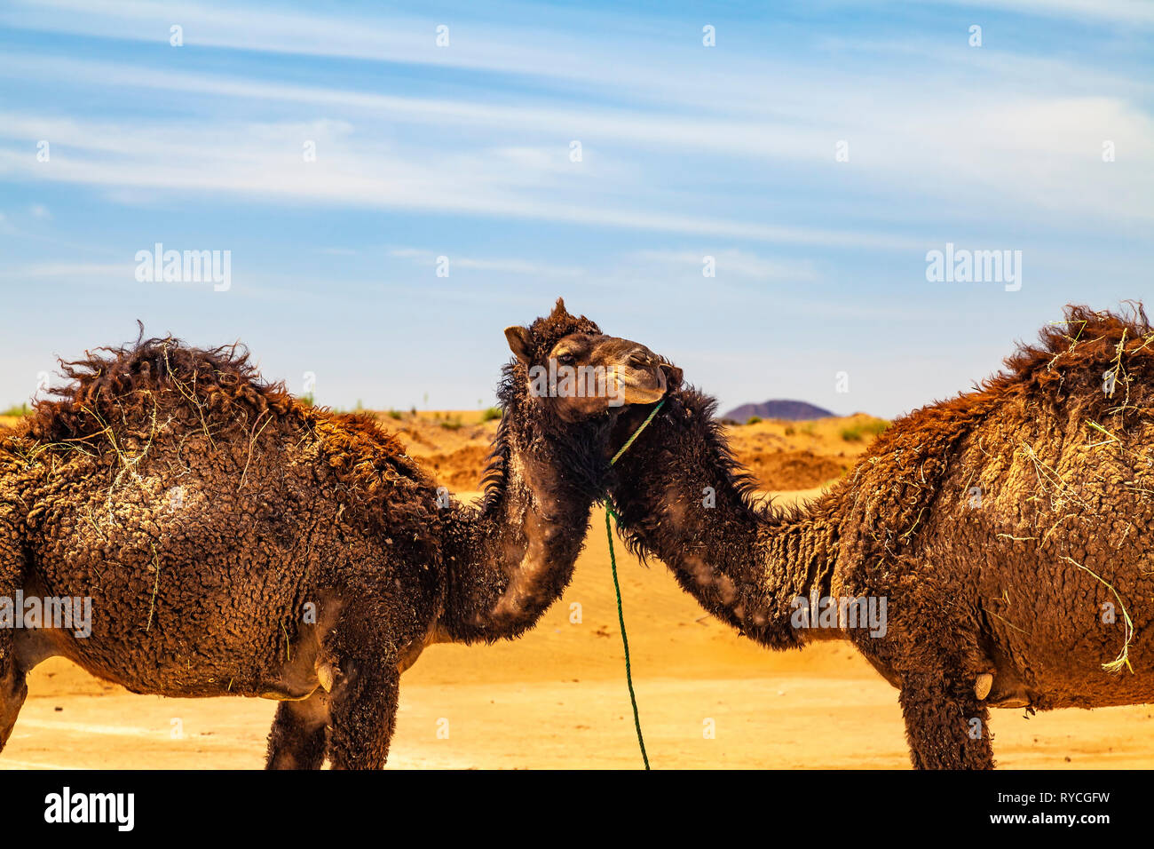 Camel innamorati Foto Stock