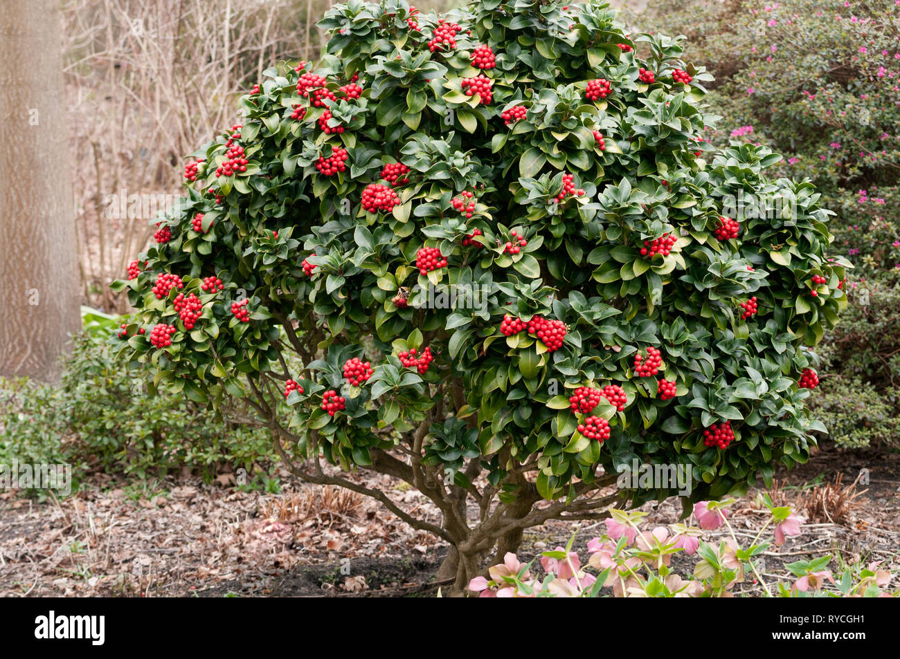 SKIMMIA JAPONICA SUBSP PUMILA Foto Stock